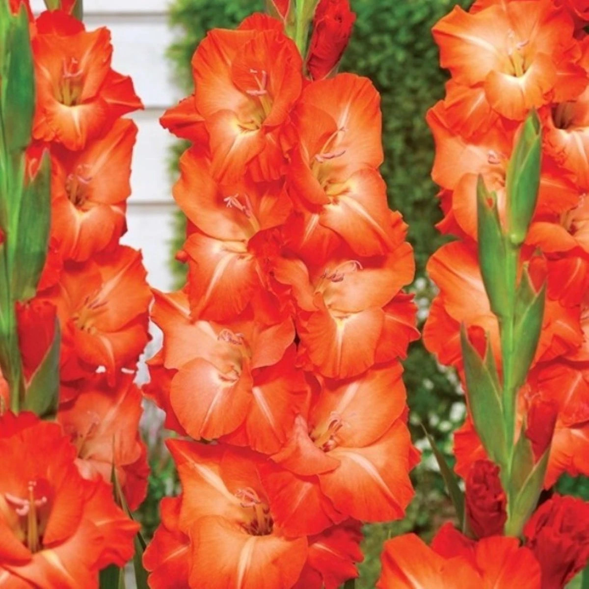 Gladiol Salmon Star - Gladiolus - prodej cibulovin - 3 ks