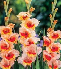 Gladiol Blackpool - Gladiolus - prodej cibulovin - 3 ks