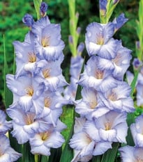 Gladiol Cobain - Gladiolus - prodej cibulovin - 3 ks