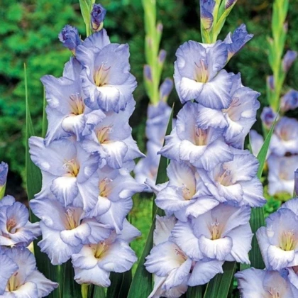 Gladiol Cobain - Gladiolus - prodej cibulovin - 3 ks