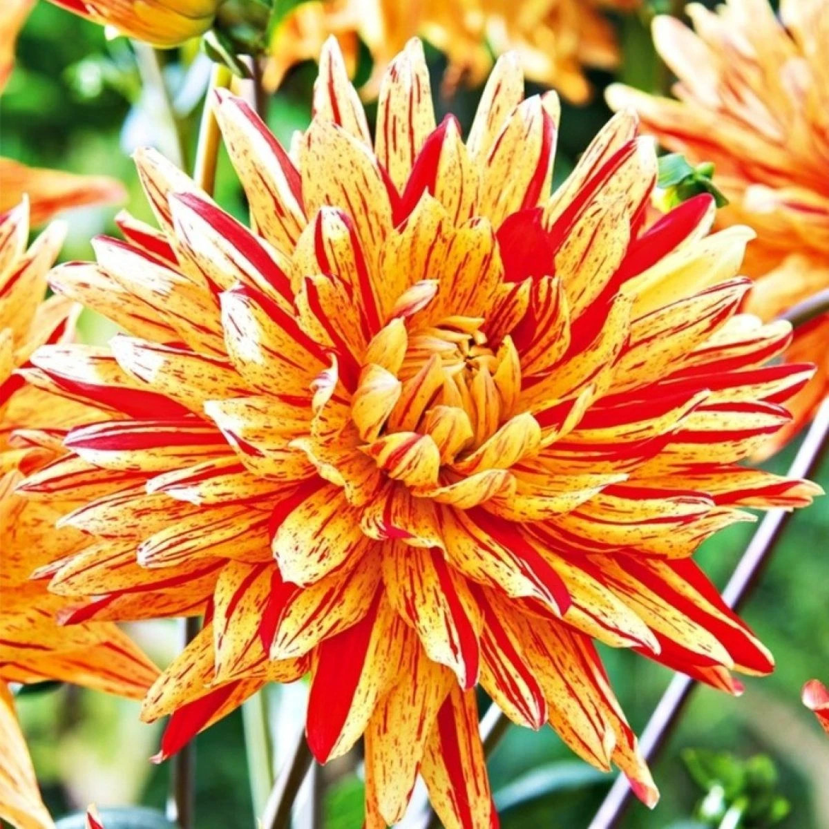 Jiřinka Striped Vulcan - Dahlia - prodej cibulovin - 1 ks