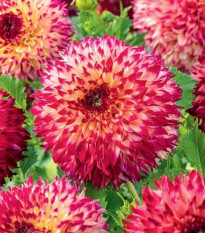 Jiřinka Aiyana - Dahlia - prodej cibulovin - 1 ks