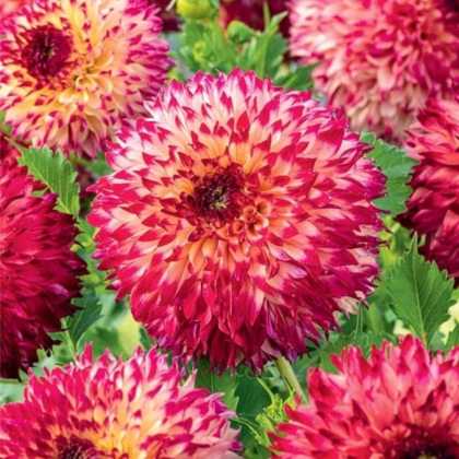 Jiřinka Aiyana - Dahlia - prodej cibulovin - 1 ks