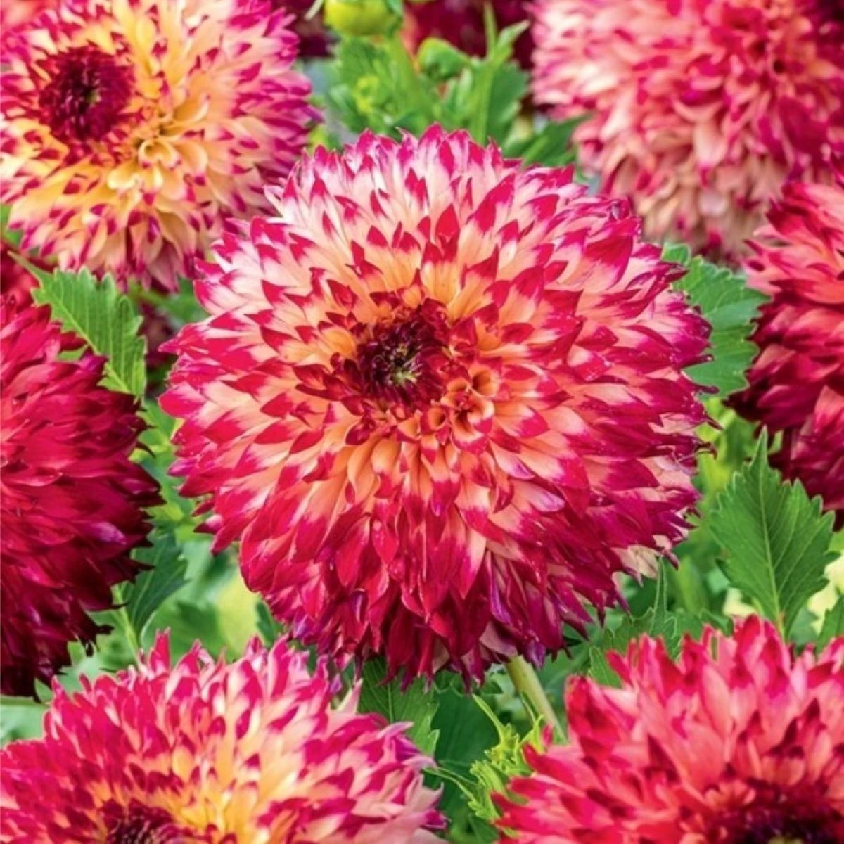 Jiřinka Aiyana - Dahlia - prodej cibulovin - 1 ks