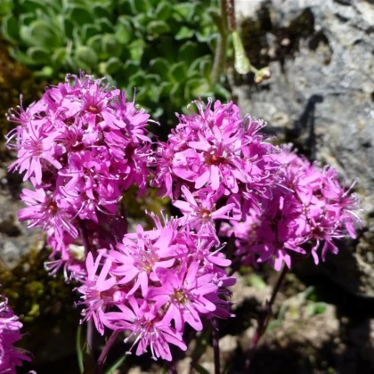Kohoutek alpský - Lychnis alpina - prodej semen - 20 ks