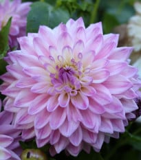 Jiřinka Time For All - Dahlia - prodej cibulovin - 1 ks