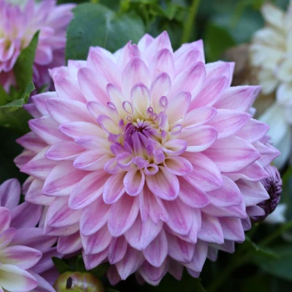 Jiřinka Time For All - Dahlia - prodej cibulovin - 1 ks