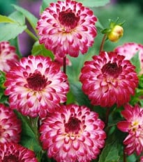 Jiřinka Little Robert - Dahlia - prodej cibulovin - 1 ks