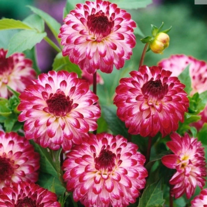 Jiřinka Little Robert - Dahlia - prodej cibulovin - 1 ks