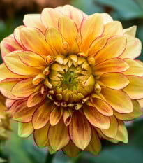 Jiřinka Lake Ontario - Dahlia - prodej cibulovin - 1 ks