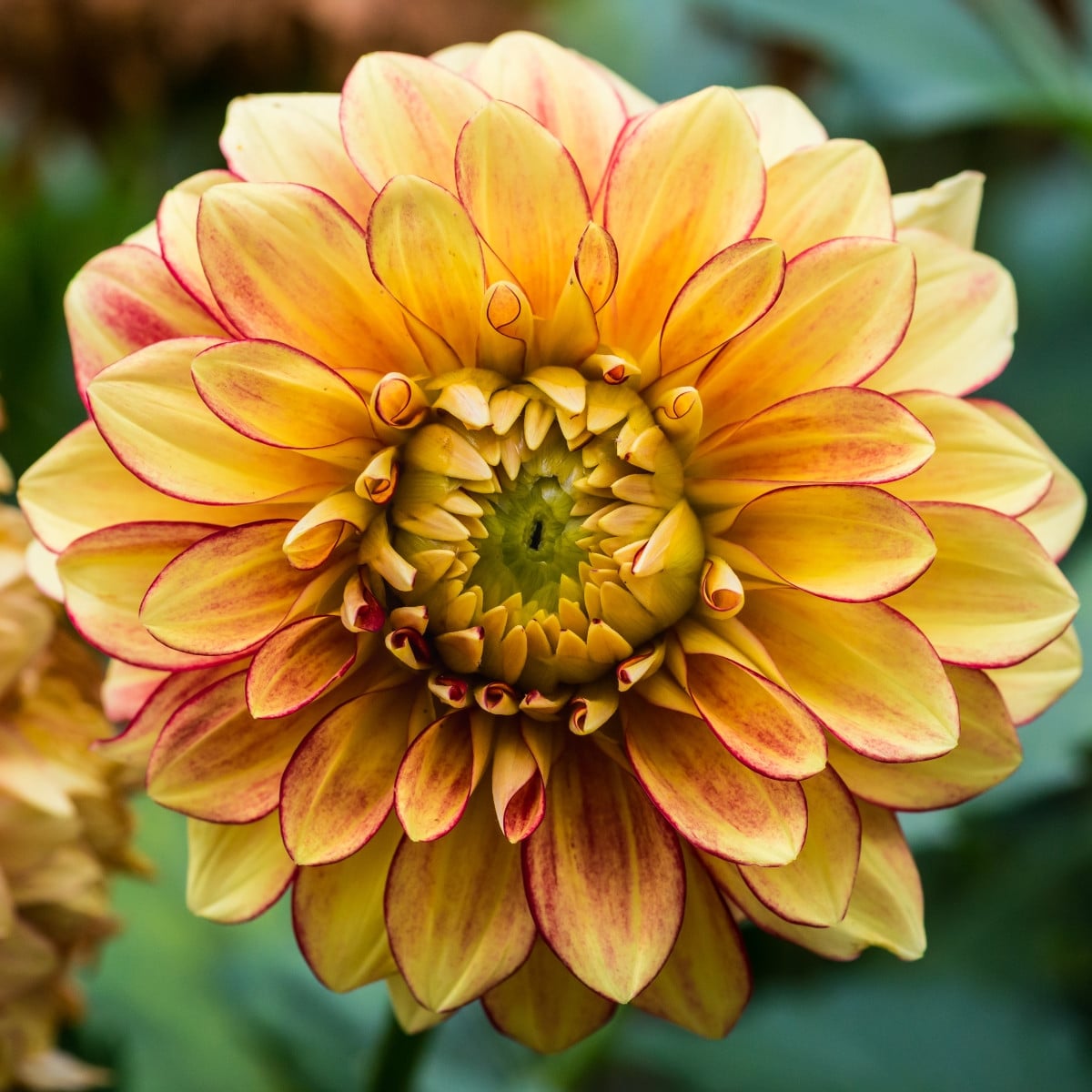 Jiřinka Lake Ontario - Dahlia - prodej cibulovin - 1 ks