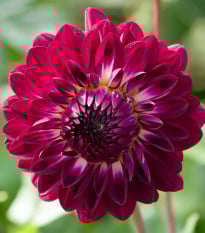 Jiřinka Osirium - Dahlia - prodej cibulovin - 1 ks