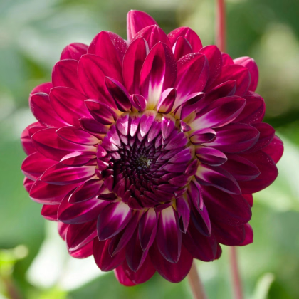 Jiřinka Osirium - Dahlia - prodej cibulovin - 1 ks