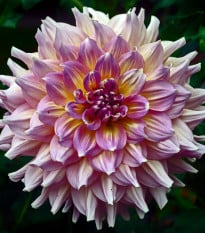 Jiřinka Strawberry Ice - Dahlia - prodej cibulovin - 1 ks