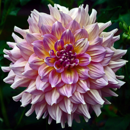 Jiřinka Strawberry Ice - Dahlia - prodej cibulovin - 1 ks