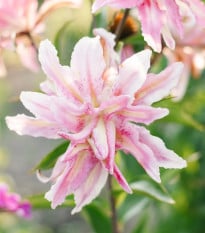 Lilie Broken Heart - Lilium - prodej cibulovin - 1 ks