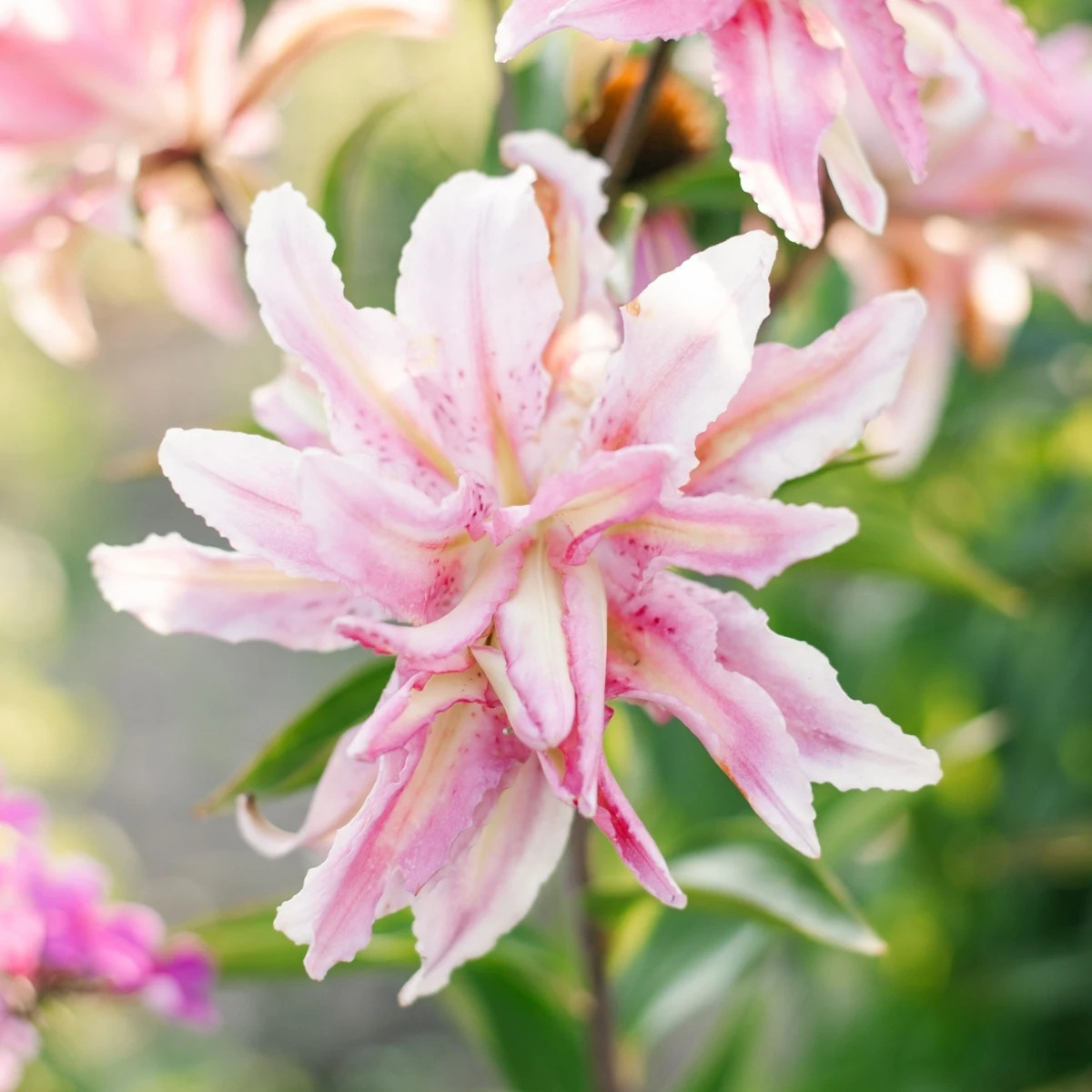 Lilie Broken Heart - Lilium - prodej cibulovin - 1 ks