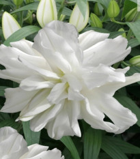 Lilie Lotus Ice - Lilium - prodej cibulovin - 1 ks