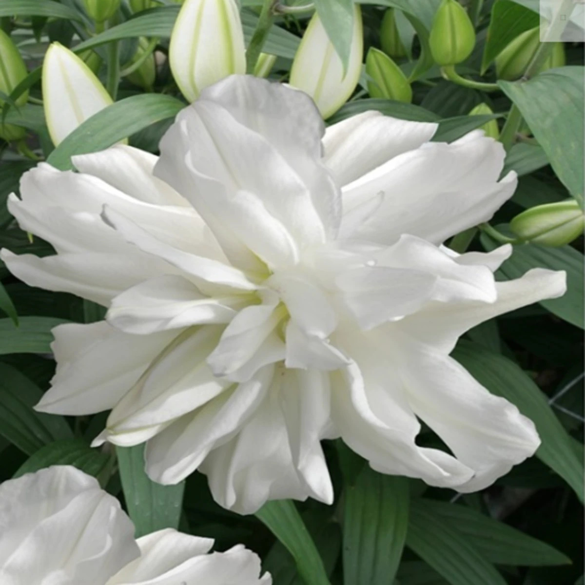 Lilie Lotus Ice - Lilium - prodej cibulovin - 1 ks