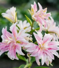 Lilie Magic Star - Lilium - prodej cibulovin - 1 ks