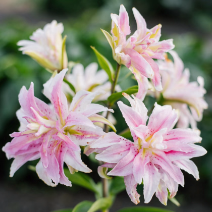 Lilie Magic Star - Lilium - prodej cibulovin - 1 ks