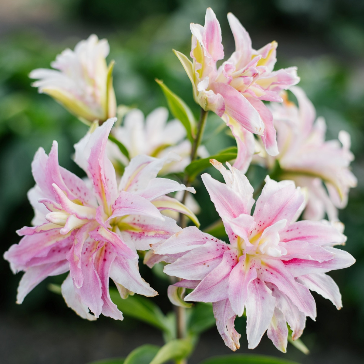 Lilie Magic Star - Lilium - prodej cibulovin - 1 ks