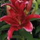 Lilie Red Flash - Lilium - prodej cibulovin - 1 ks