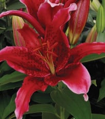 Lilie Red Flash - Lilium - prodej cibulovin - 1 ks