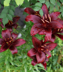 Lilie Landini - Lilium - prodej cibulovin - 1 ks