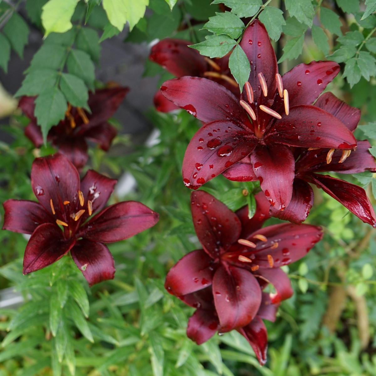 Lilie Landini - Lilium - prodej cibulovin - 1 ks