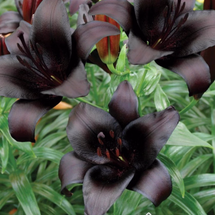 Lilie Landini - Lilium - prodej cibulovin - 1 ks