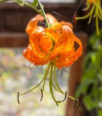 Lilie Henryi - Lilium - prodej cibulovin - 1 ks