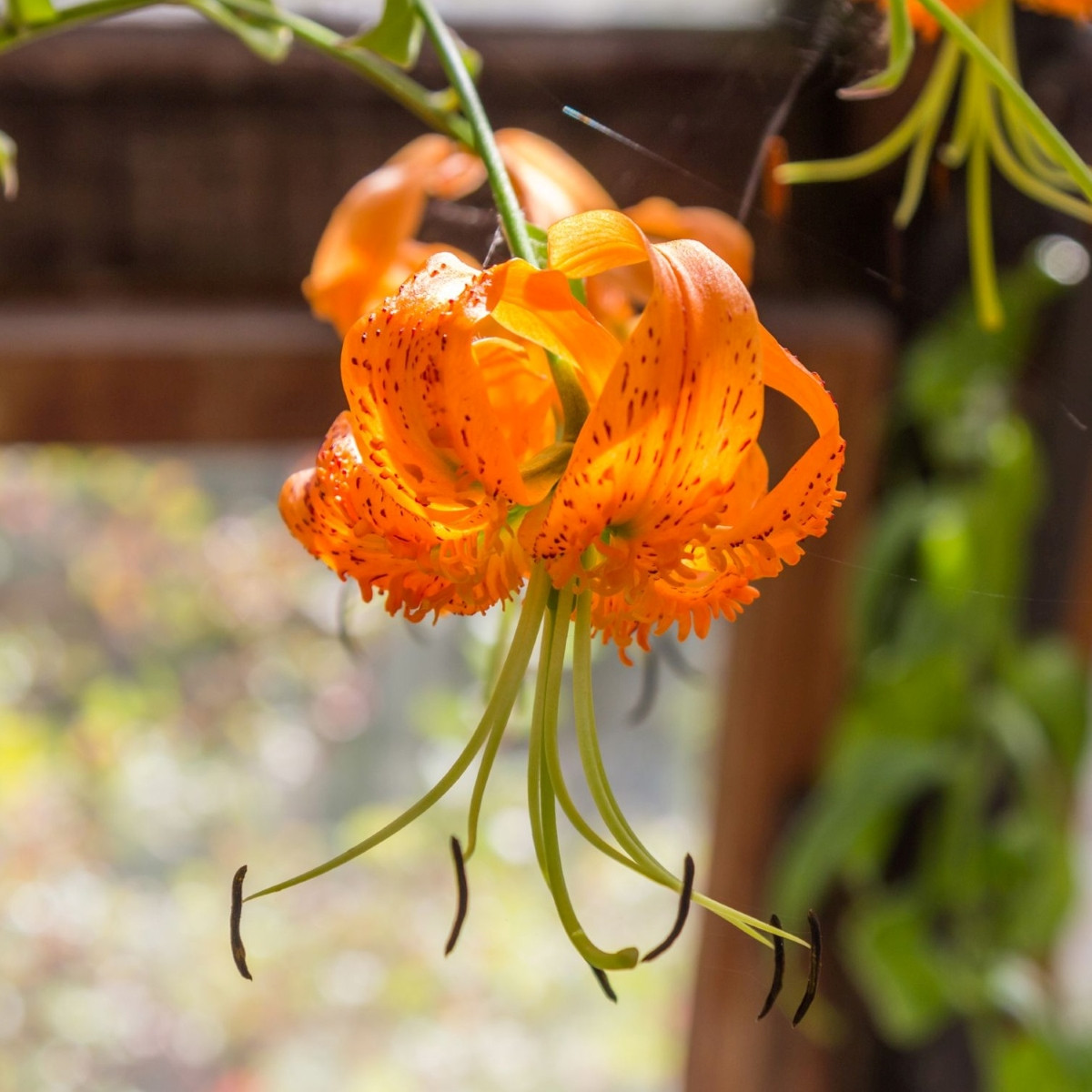 Lilie Henryi - Lilium - prodej cibulovin - 1 ks