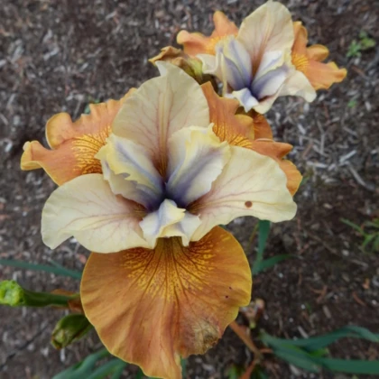 Kosatec sibiřský Orange Grooves - Iris sibirica - prodej hlíz - 1 ks