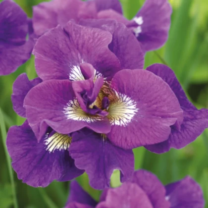 Kosatec sibiřský Kaboom – Iris sibirica – prodej kosatců – hlízy