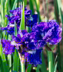 Kosatec sibiřský Kaboom - Iris sibirica - prodej hlíz - 1 ks