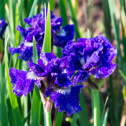 Kosatec sibiřský Kaboom - Iris sibirica - prodej hlíz - 1 ks
