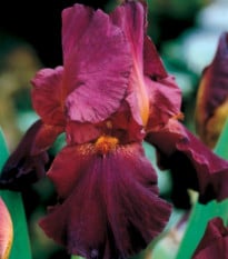 Kosatec německý bordó - Iris germanica - prodej hlíz - 1 ks