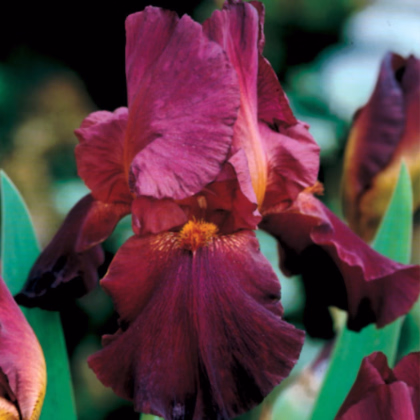 Kosatec německý bordó - Iris germanica - prodej hlíz - 1 ks
