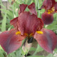 Kosatec německý bordó - Iris germanica - prodej hlíz - 1 ks