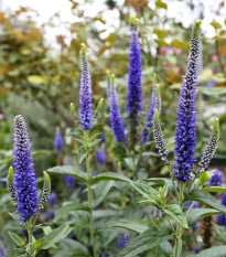 Rozrazil klasnatý - Veronica spicata - prodej cibulovin - 1 ks