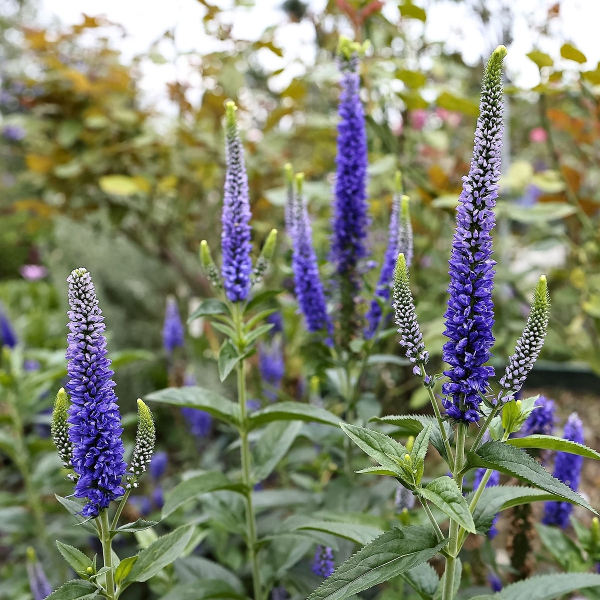 Rozrazil klasnatý - Veronica spicata - prodej cibulovin - 1 ks