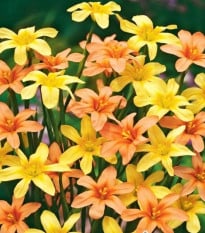 Morea směs - Homeria - prodej cibulovin - 8 ks