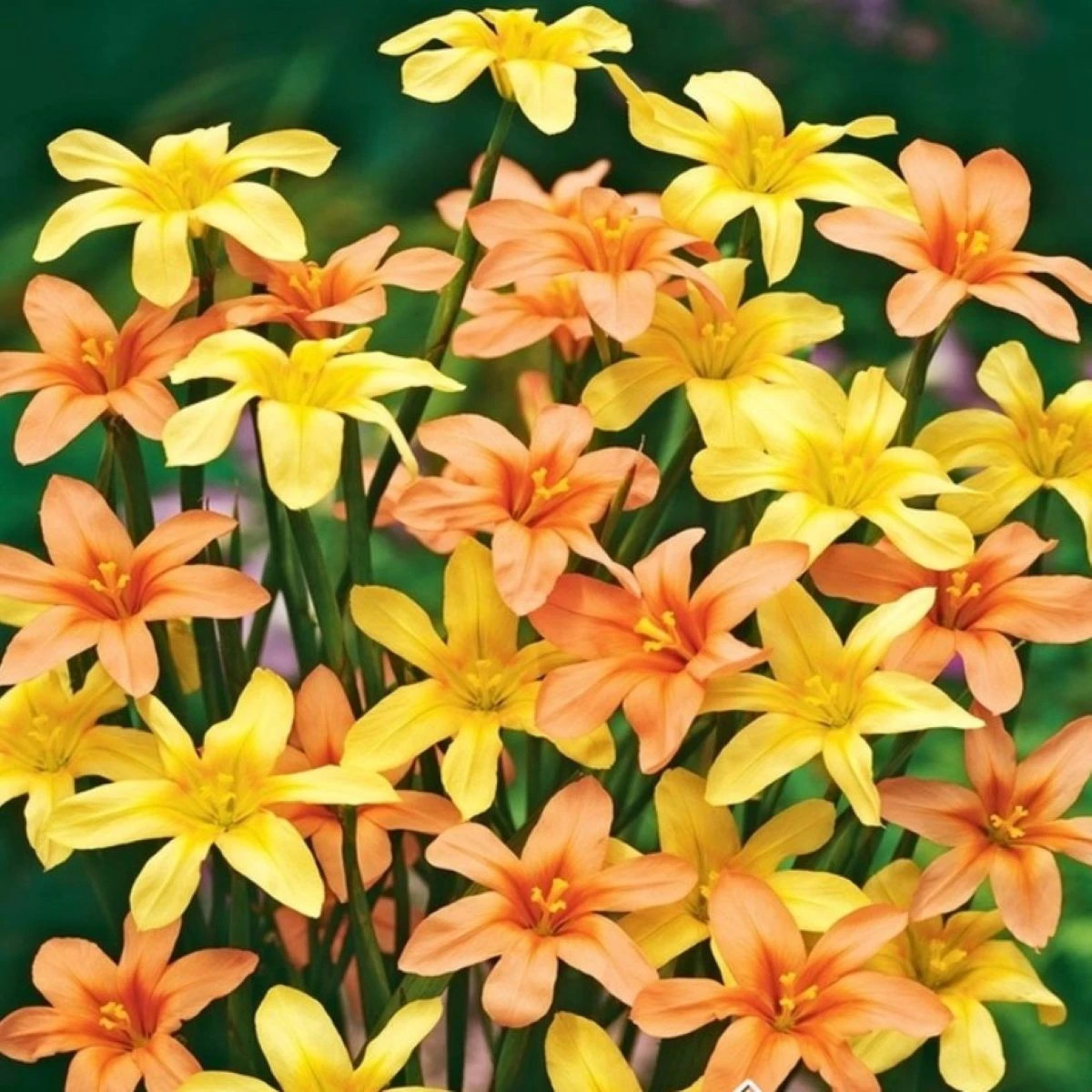 Morea směs - Homeria - prodej cibulovin - 8 ks