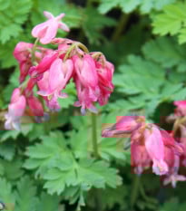 Srdcovka formosa Luxuriant - Dicentra formosa - prodej cibulovin - 1 ks