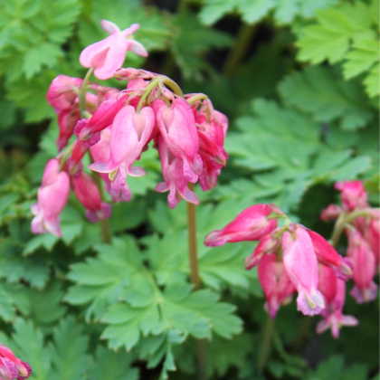 Srdcovka formosa Luxuriant - Dicentra formosa - prodej cibulovin - 1 ks
