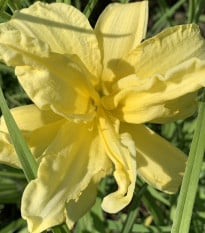 Denivka River Wye - Hemerocallis - prodej cibulovin - 1 ks