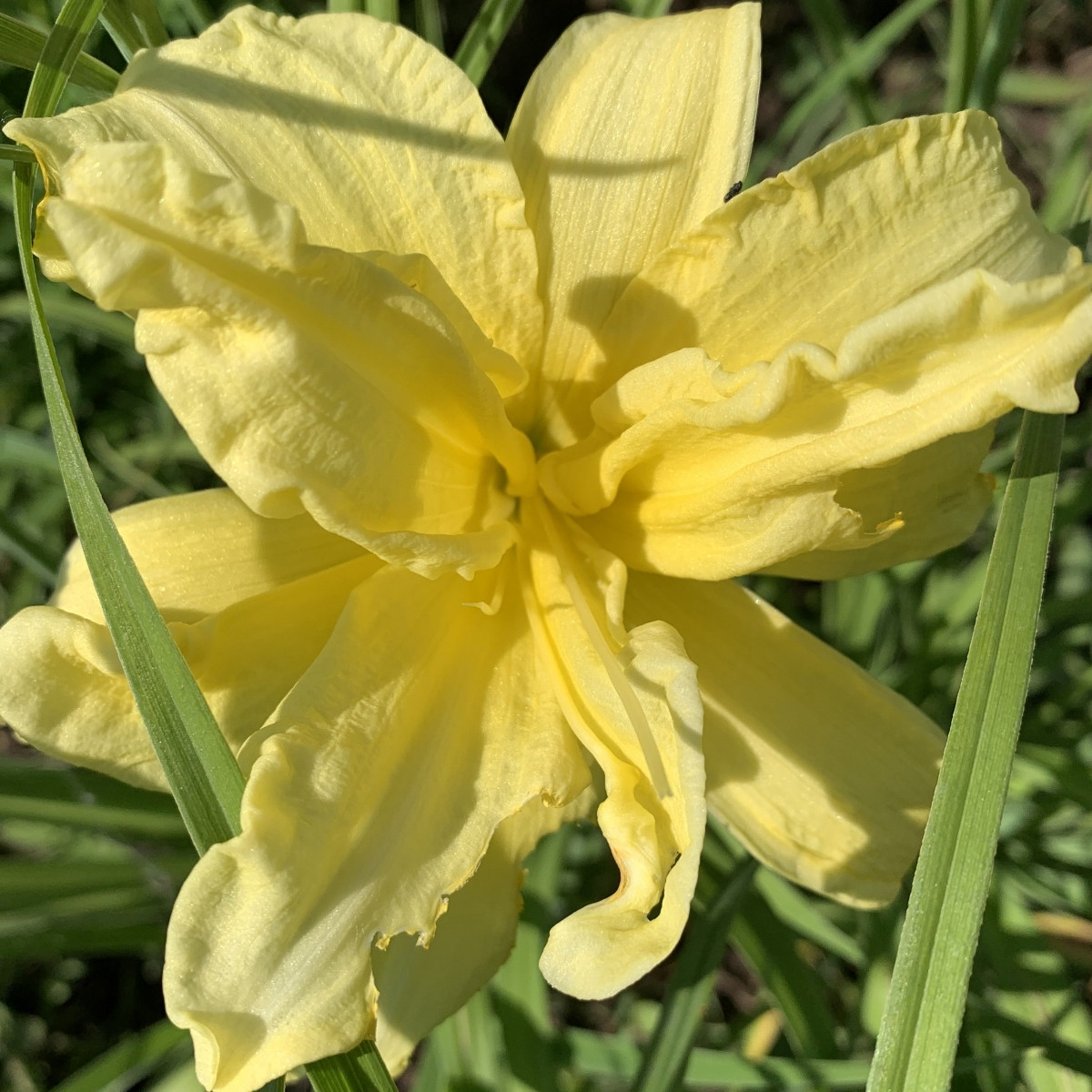 Denivka River Wye - Hemerocallis - prodej cibulovin - 1 ks