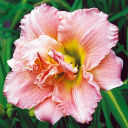 Denivka Double Dream – Hemerocallis – cibulky – prodej denivky
