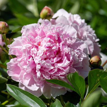 Pivoňka Sarah Bernhardt - Paeonia lactiflora - prodej cibulovin - 1 ks